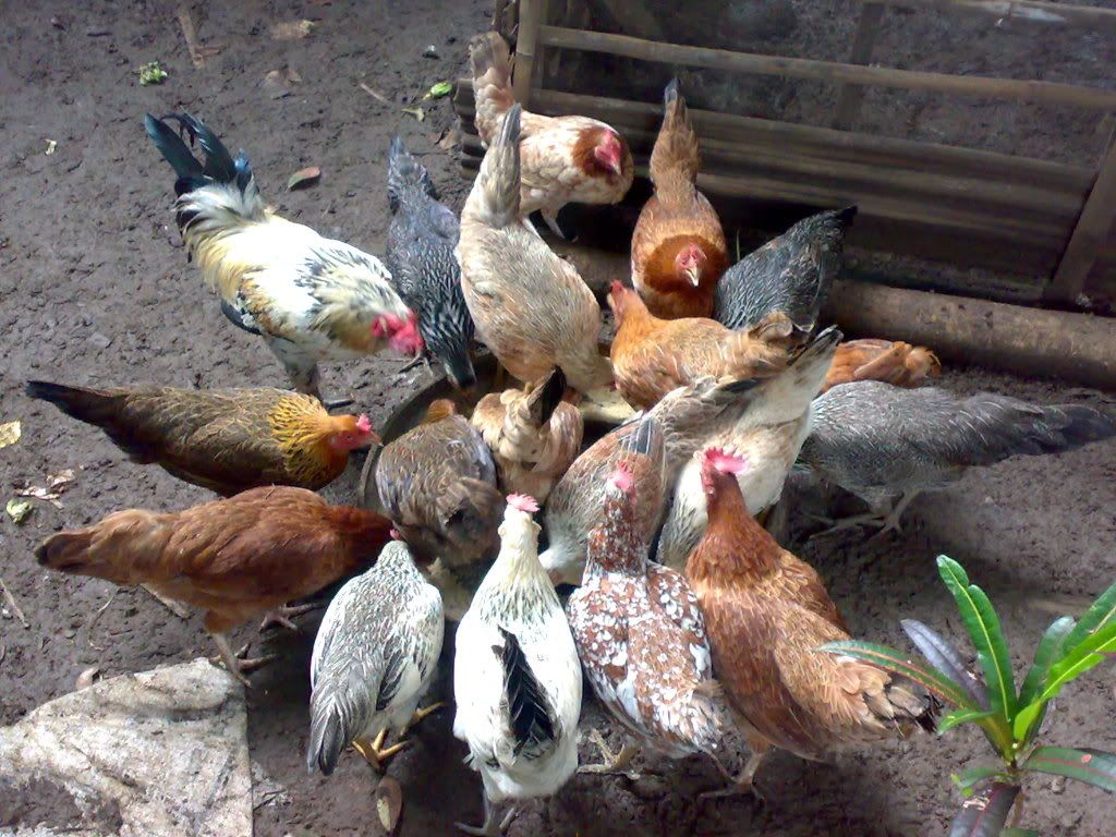 native-chicken-in-davao-city-mindanao-philippines